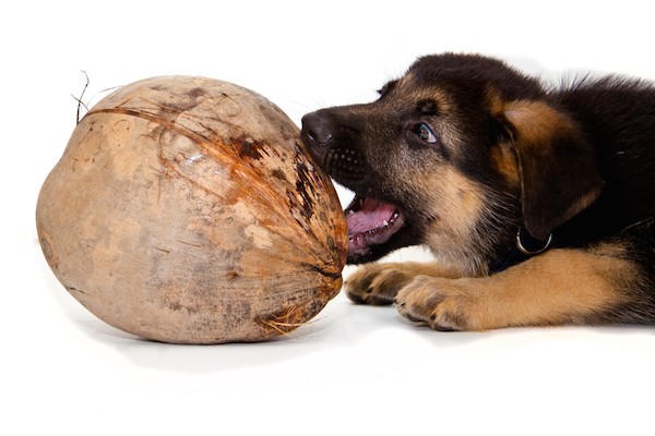 A puppy dog biting a coconut.