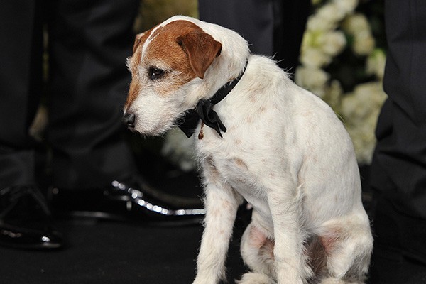 uggie-the-dog-THUMB