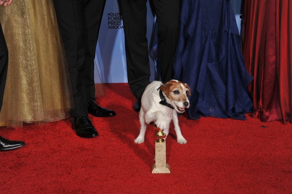 Uggie showing off a bit at the Golden Globes. Featureflash / Shutterstock.com