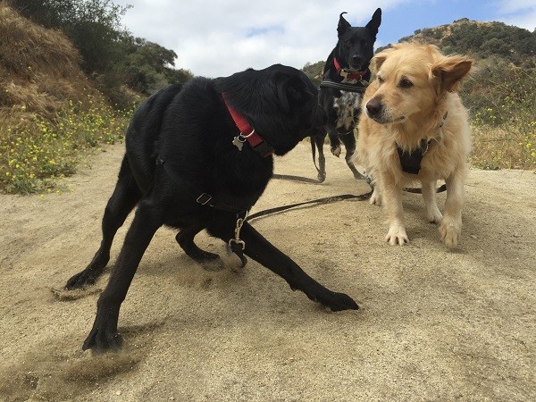Riggins runs up to put the smack down on two guests that need to be told it’s time to hike not wrestle. (Photo by Wendy Newell)