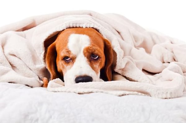 over the counter meds for dogs with upset stomach