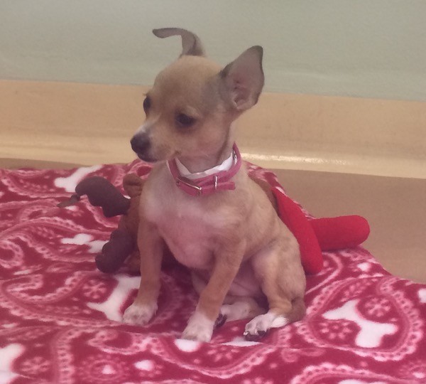 An adorable puppy for adoption.