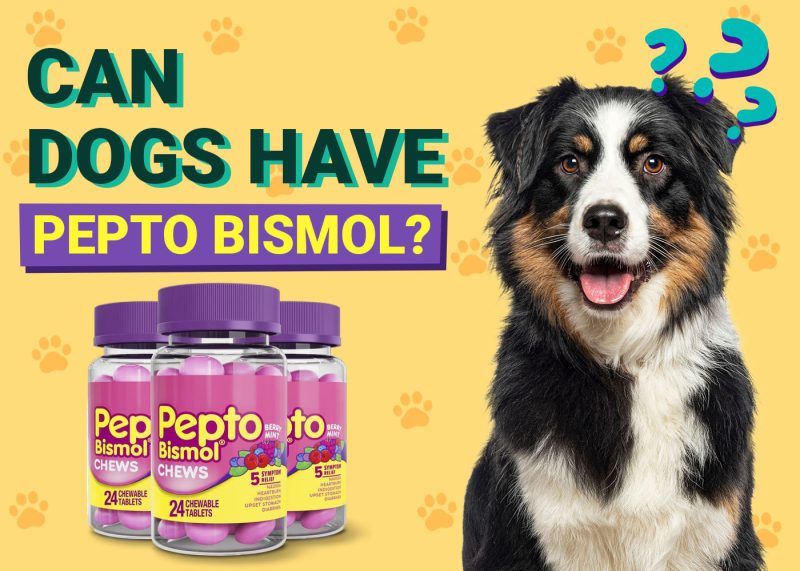 Dogster-Can-Dogs-Have-Pepto Bismol