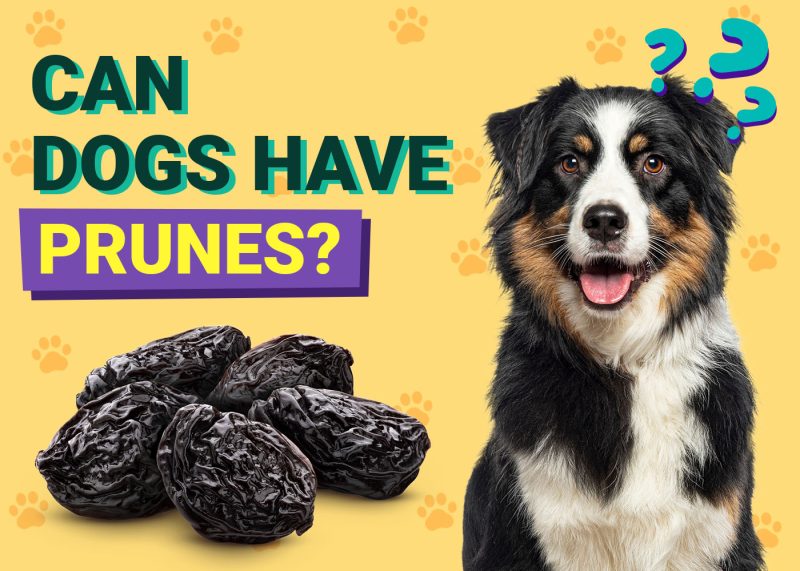 Dogster-Can-Dogs-Have-Prunes