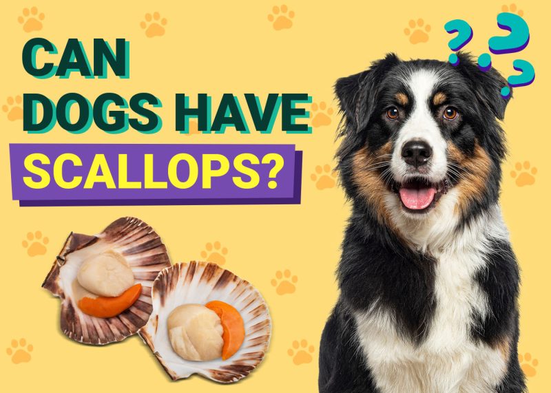 Dogster-Can-Dogs-Have-Scallops