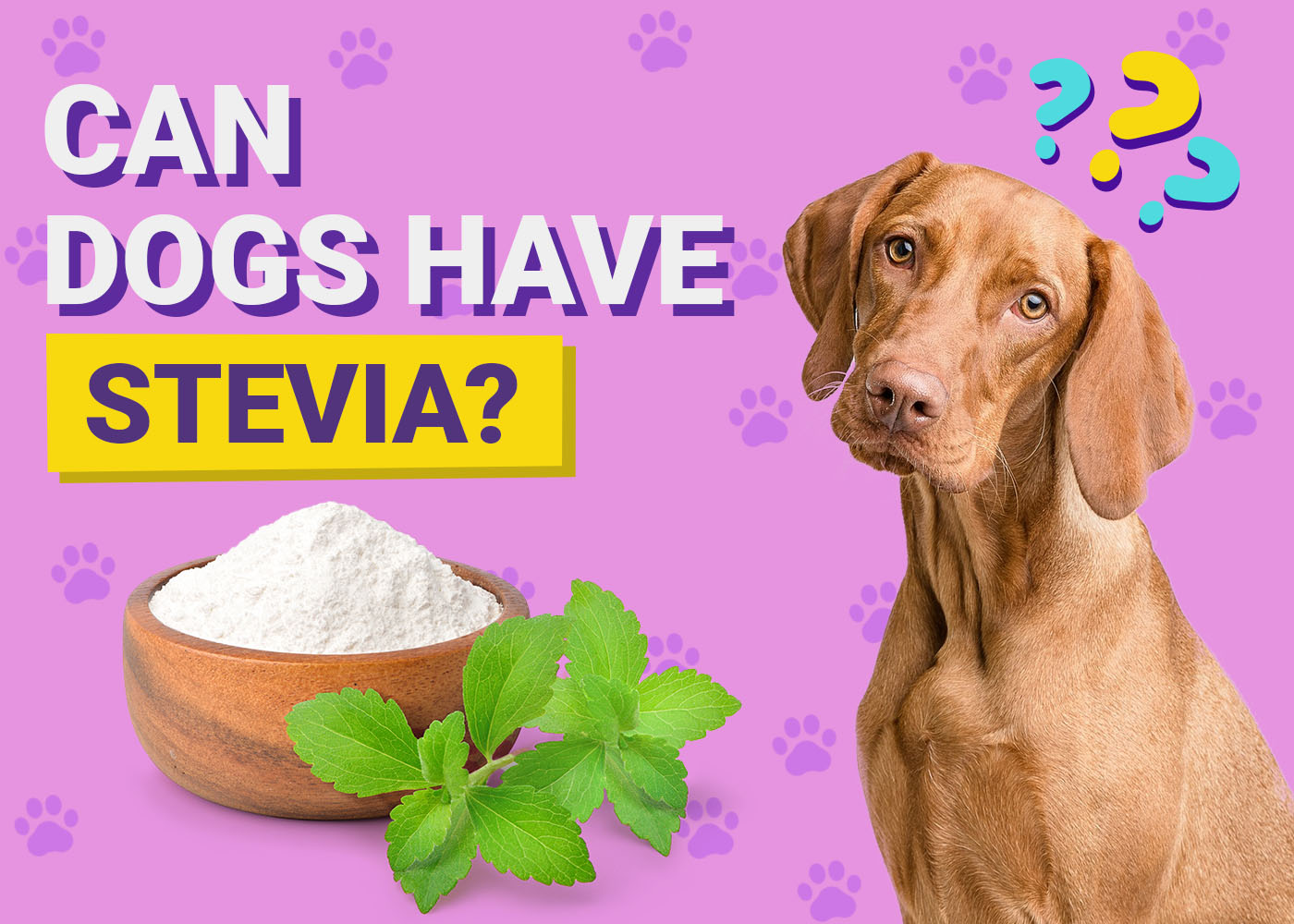 Dogster-Can-Dogs-Have-Stevia