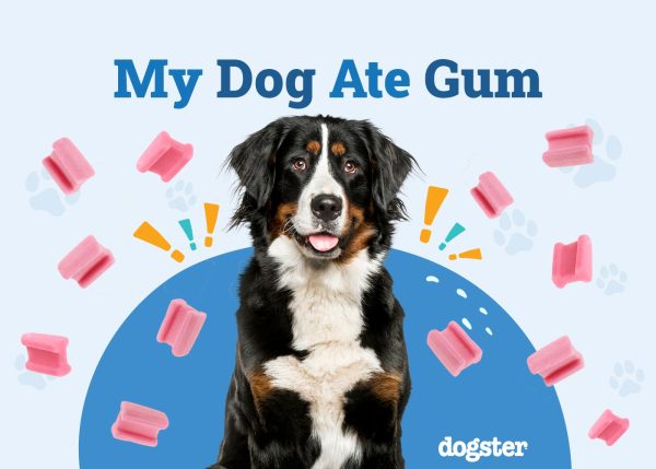 My Dog Ate Gum