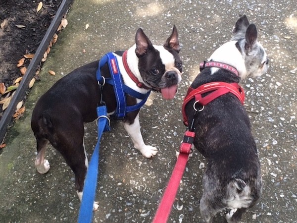 Spot, left, and Dolly harnessed up and ready for a walk.