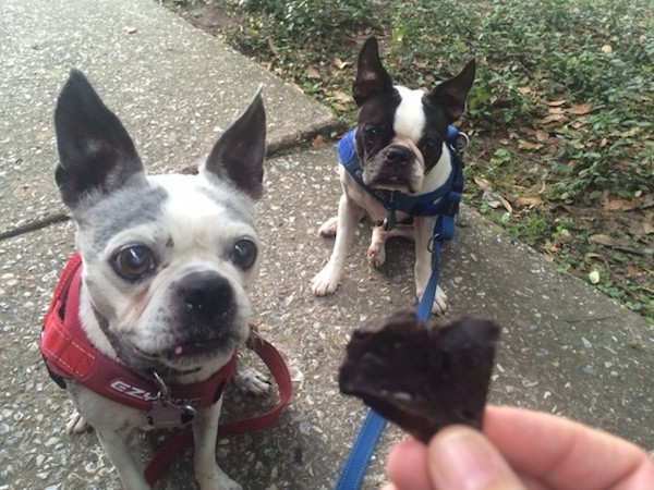 Dolly Thought Bubble: Is that the buffalo liver? Spot Thought Bubble: Don't you dare break that treat in half.