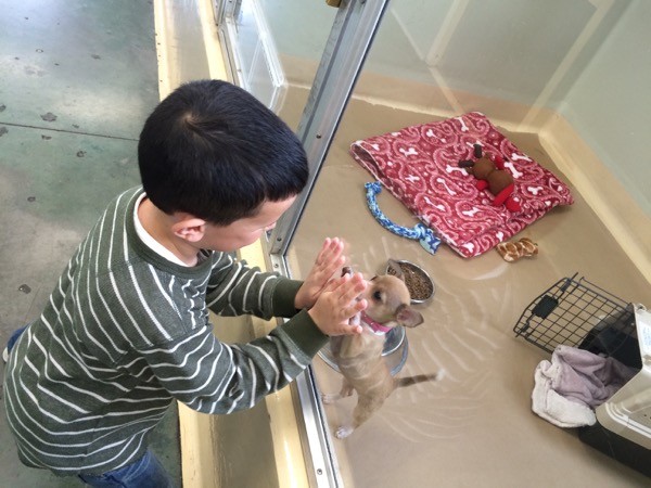 A child playing with a cute adoptable puppy.