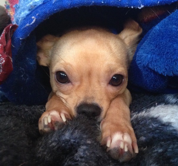 One of the author's rescue dogs.