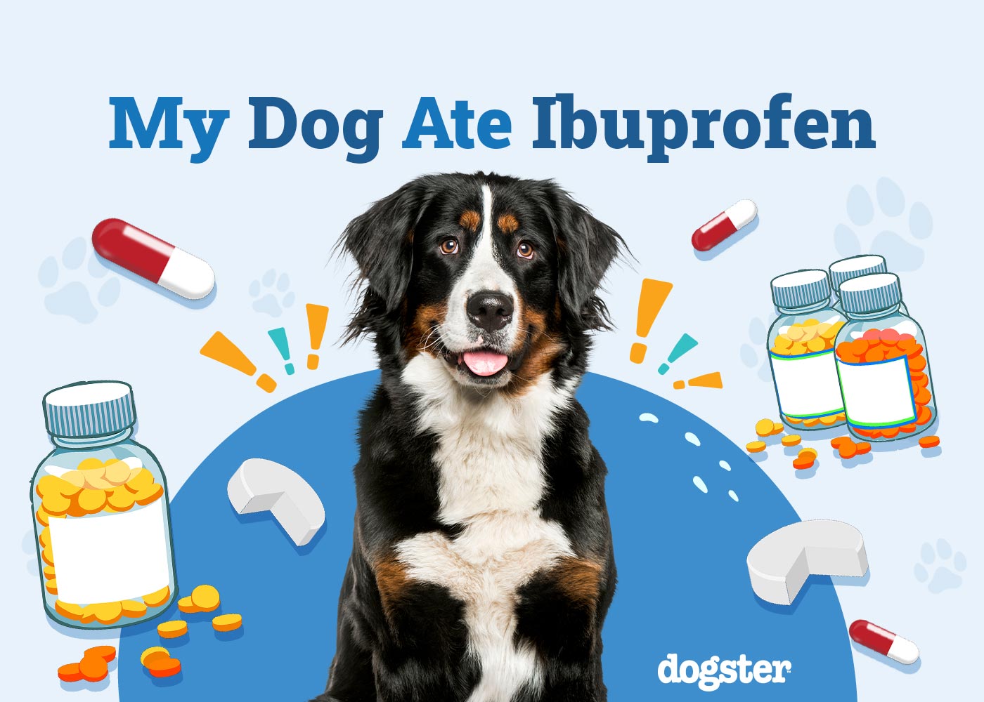 My Dog Ate Ibuprofen