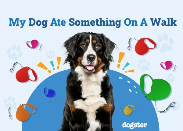 My Dog Ate Something On A Walk