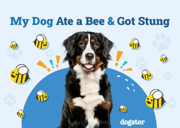 My Dog Ate a Bee & Got Stung
