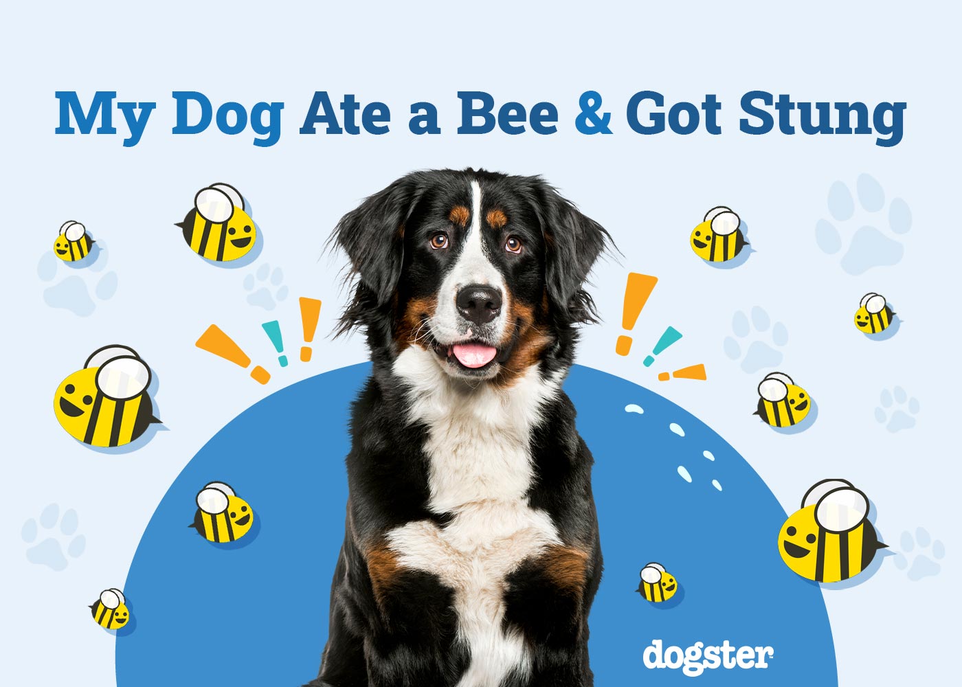 My Dog Ate a Bee & Got Stung
