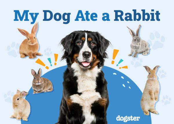 My Dog Ate a Rabbit
