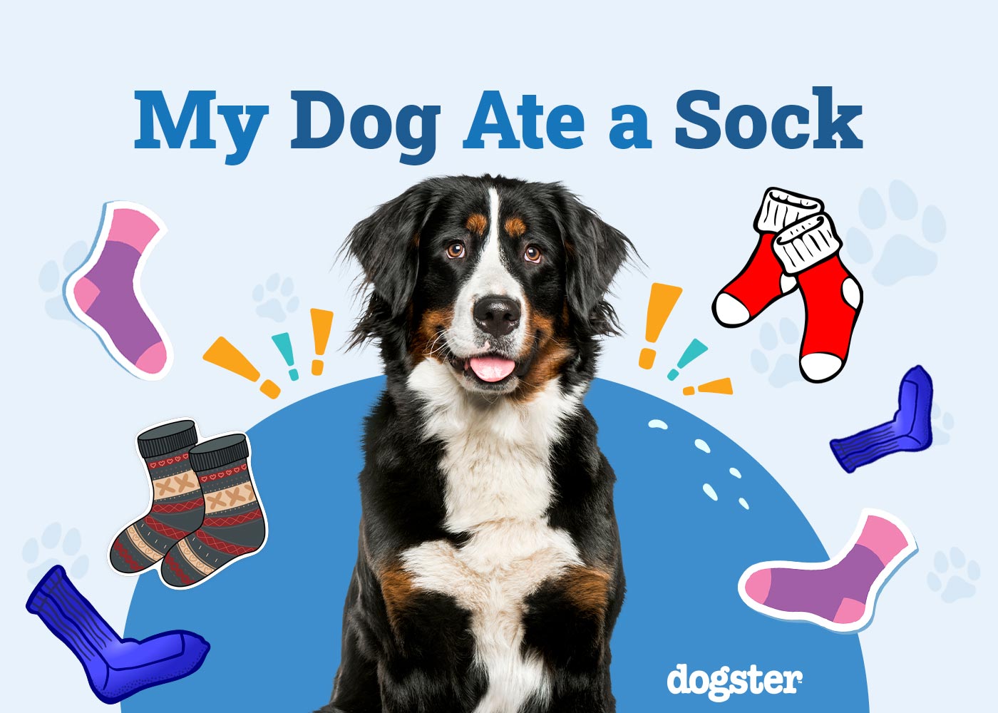 My Dog Ate a Sock, What Should I Do? 4 VetApproved Steps Dogster