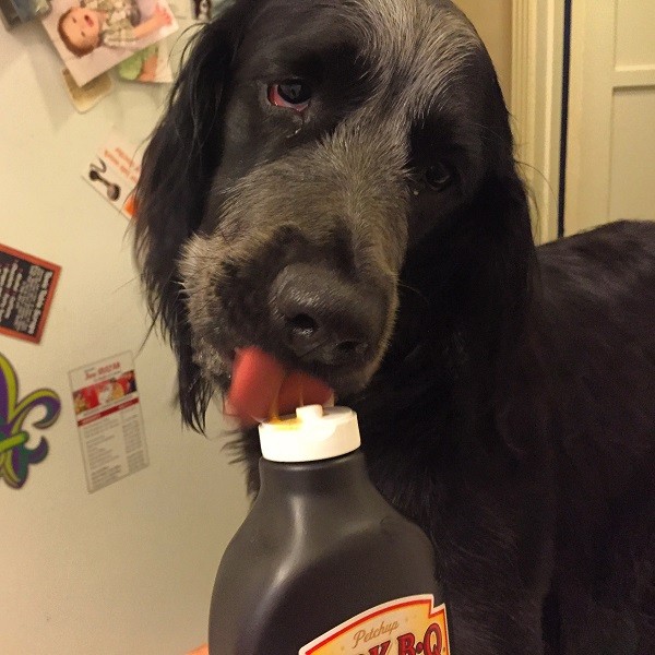 Sissy licks the bottle clean.