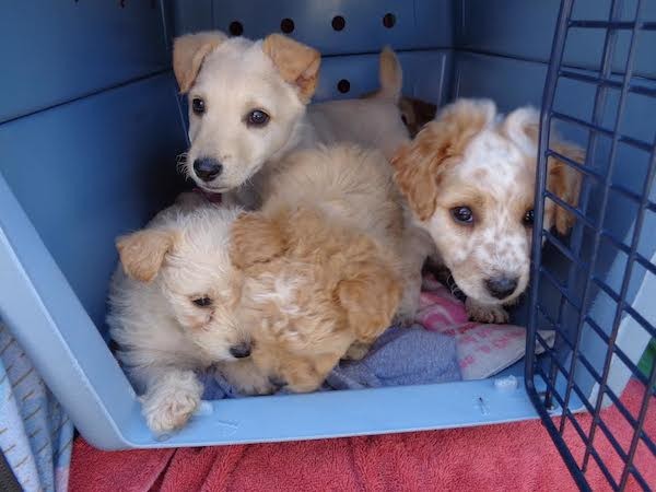 These adorable Poodle-mix puppies came into my rescue this winter. (Photo by )