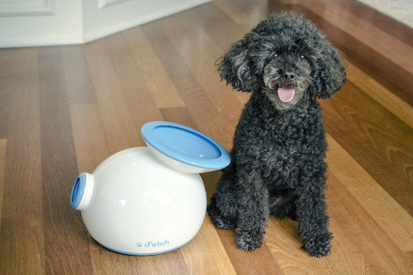 Toy Poodle Prancer — the inspiration behind the iFetch. (Photo courtesy the Hamill family)