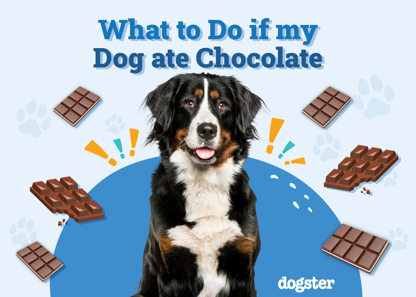 What to Do if My Dog Ate Chocolate