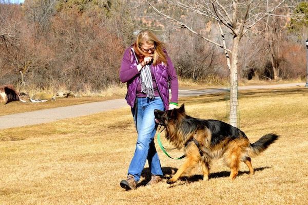 Here I am working with a German Shepherd who is a client. (Photo by Tica Clarke Photography)