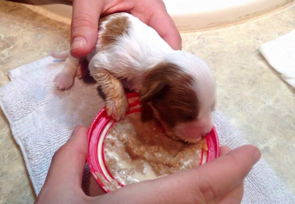 Stuey could not latch onto his mother because of his cleft palate. (Photo courtesy Stuey's Facebook page)