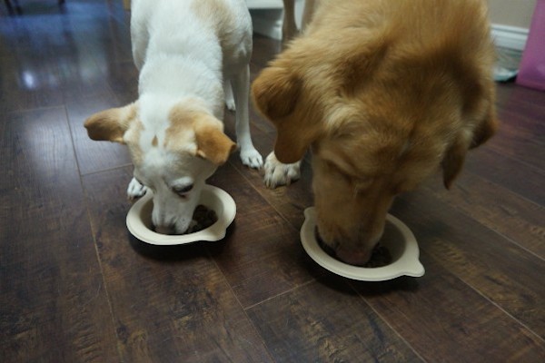 Two dogs eating out of bowls.