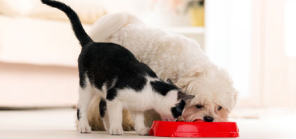 can dogs eat cat wet food