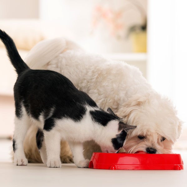 Can Dogs Eat Cat Food? Dogster