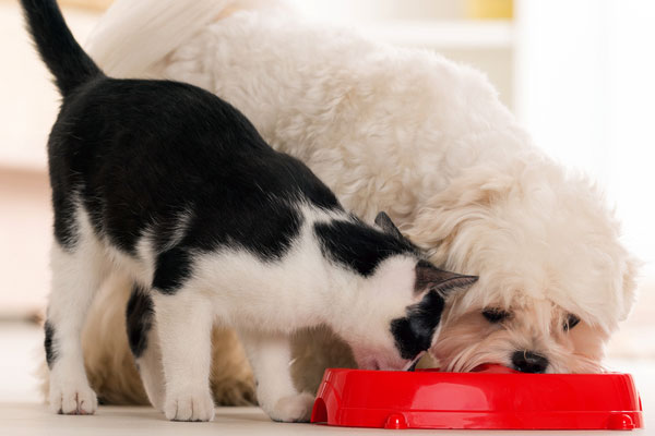 A cat and a dog eating from the same bowl.