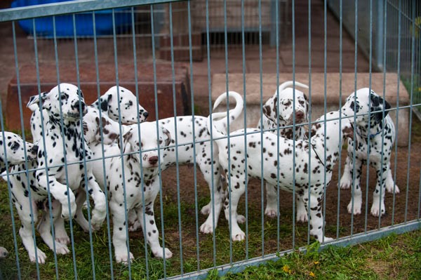 Dalmations at the Breeder, via Shutterstock