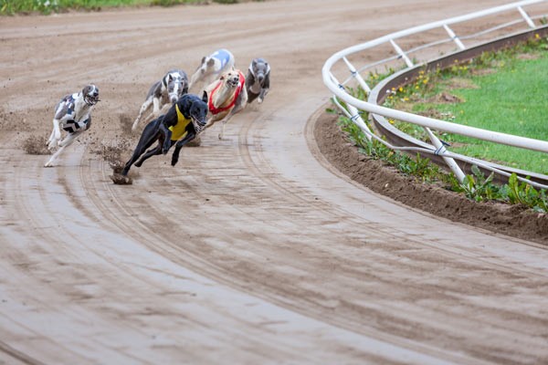 Greyhounds on Track (Via Shutterstock)