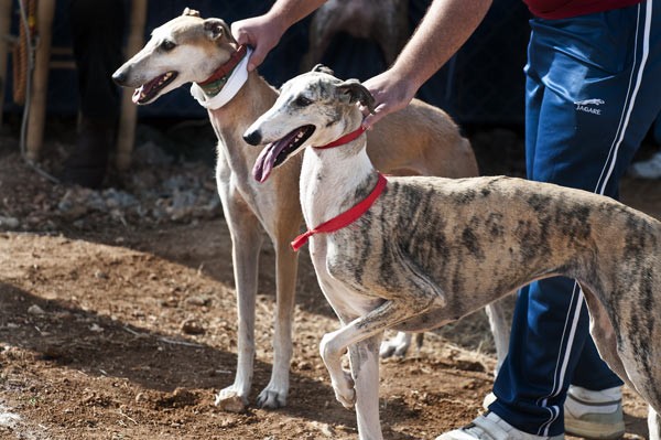 Dogs at Racetrack (Via Shutterstock)
