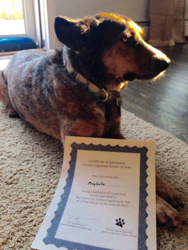 My Dog Got Into Yale! Dogster