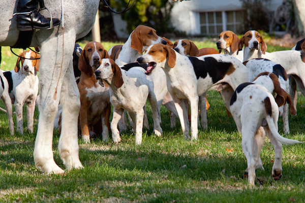  American Foxhounds.