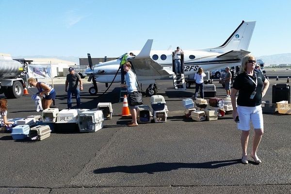 A group of volunteers working to get the dogs ready for flight. Photo credit: Wings of Rescue