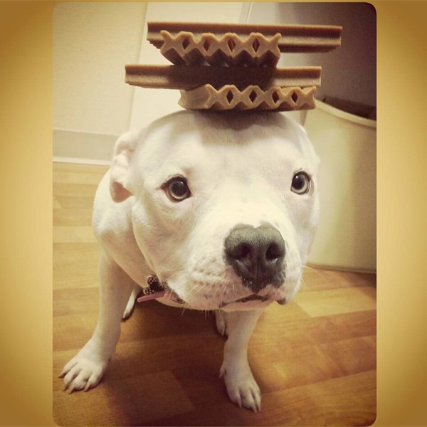 June Carter Cash loves to balance things on her head. (Photo courtesy VRoy Varga's Instagram page)