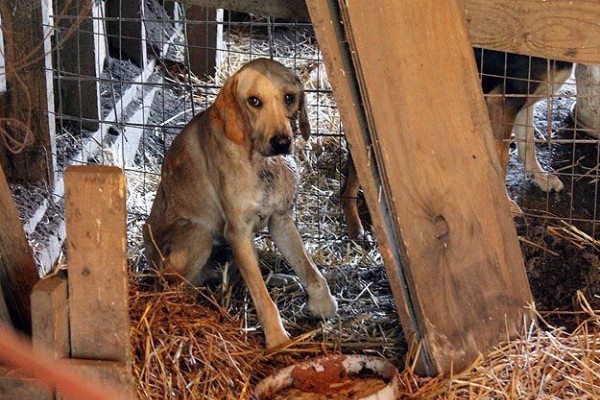 Poor Marshall lived in miserable conditions before his rescue in 2010. (Photo courtesy Marshall The Miracle Dog on Facebook)