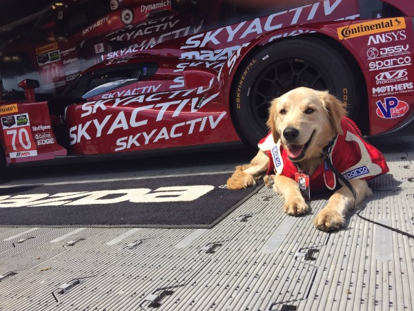 Oakley loves racetrack life. (Image courtesy Adam Poland Racing on Facebook)