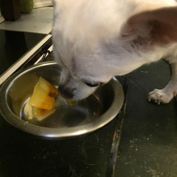 Fredo enjoys his ice cube treat.