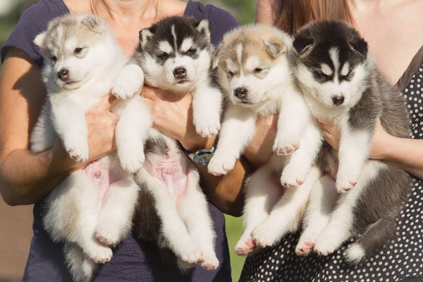 Puppies in hands of breeders, via Shutterstock