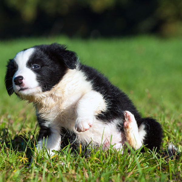 Reasons Dogs Itch or Scratch Themselves Dogster