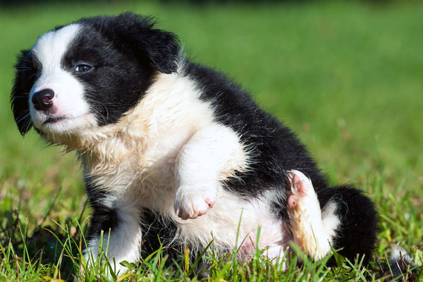 An itchy puppy.