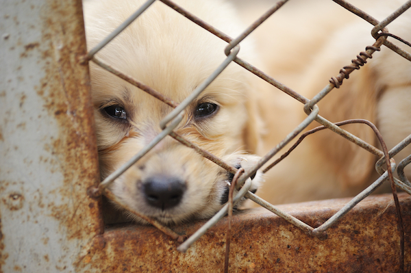 A puppy in a cage.