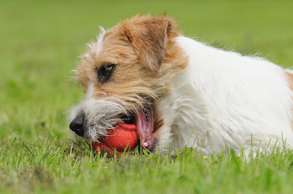 A Jack Russell Terrier chewing on his Kong.
