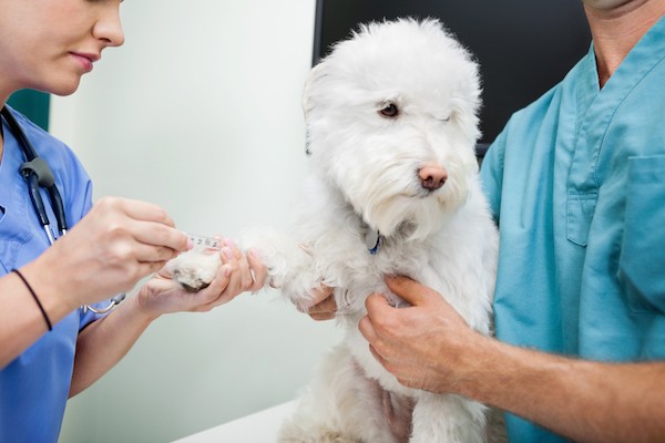 Dog getting blood drawn by Shutterstock.