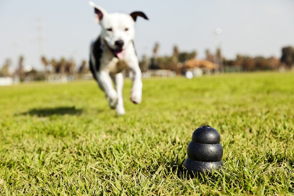 Dog running after his toy by Shutterstock.