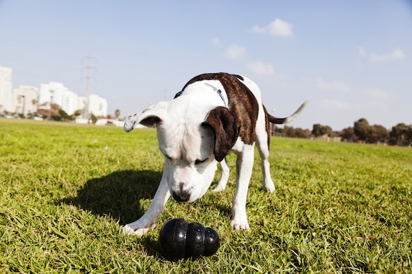 A dog playing fetch with his Kong by Shutterstock.