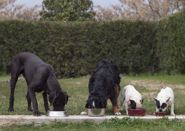 Dogs eating from bowls by Shutterstock.